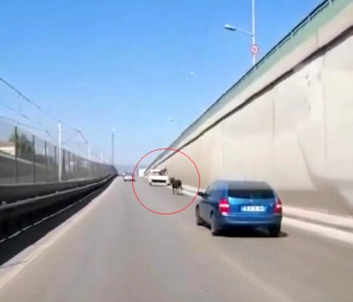 Kaçan boğa, trafikte sürücülere zor anlar yaşattı