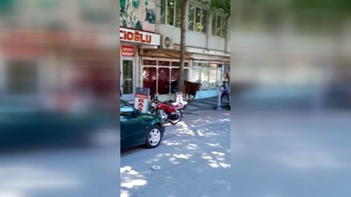 Kaçan kurbanlık boğa güçlükle yakalandı