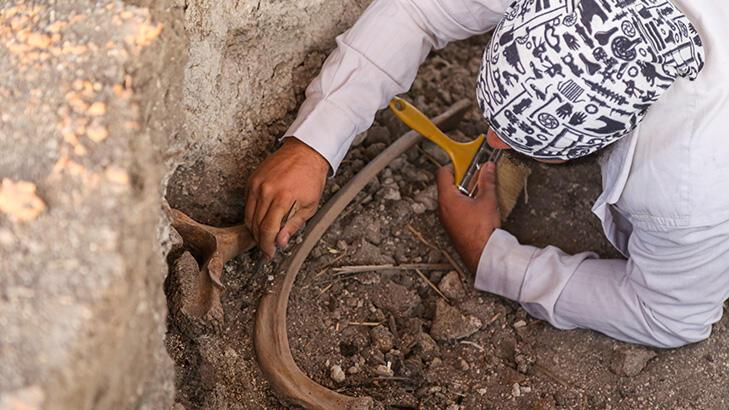 Kahramanmaraş'ta bulundu! Fil fosilleri incelemeye alındı