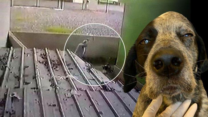 Kanuna yeni madde eklendi! Sokak köpeğini döven şüphelinin 3 yıla kadar hapsi istendi