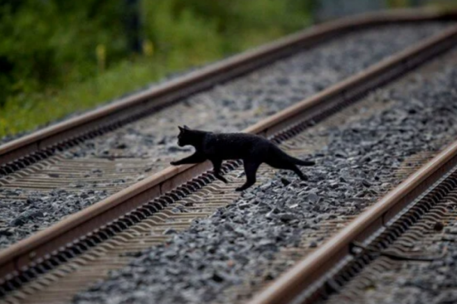 Kara kedi alarmı: Sahiplenmek yasaklandı
