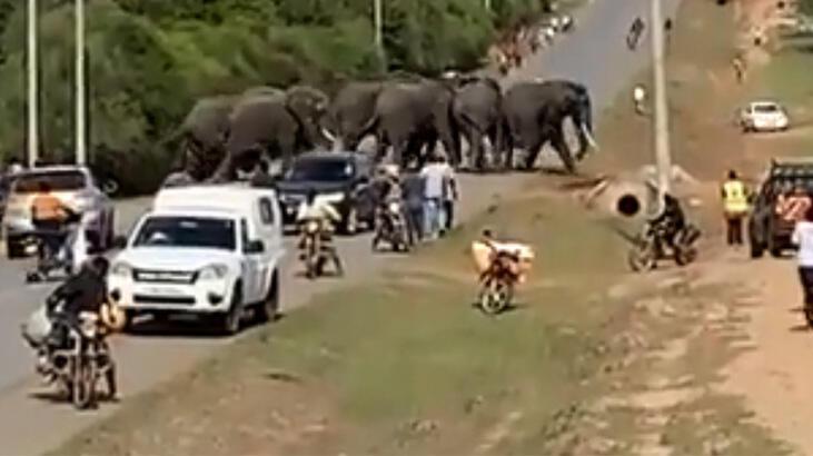 Kenya'da filler kasabaya daldı!