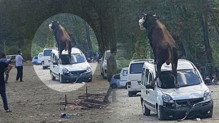 Kesime götürülen boğa çıldırdı!