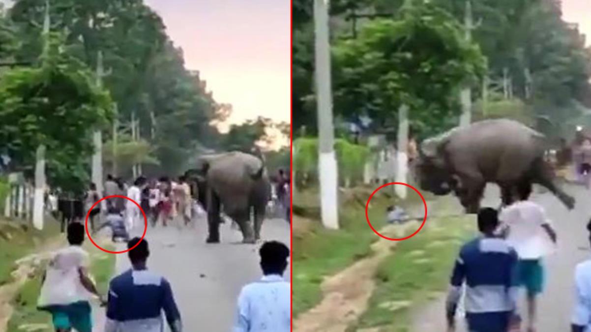 Kışkırttığı fil tarafından feci şekilde can verdi!