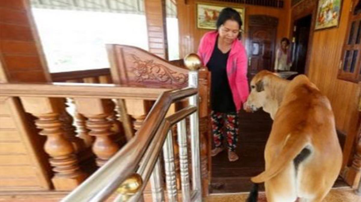 Kocasının inek olarak yeniden dünyaya geldiğine inanan kadın, inekle evlendi