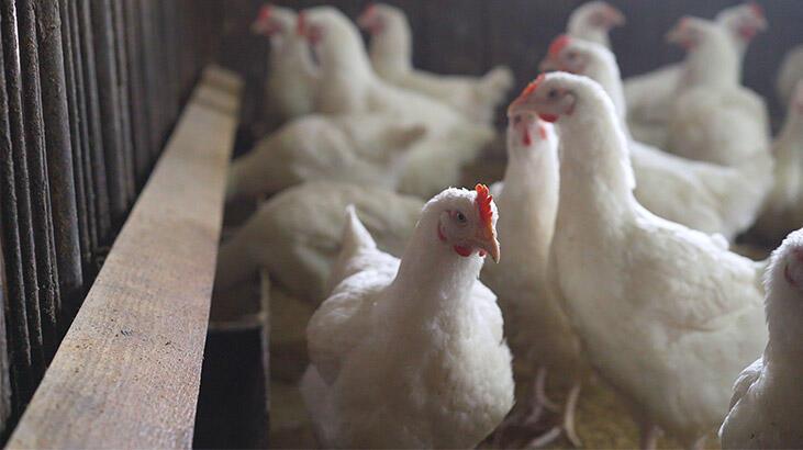 Komşu'da kuş gribi paniği: 39 bin tavuk itlaf edilecek