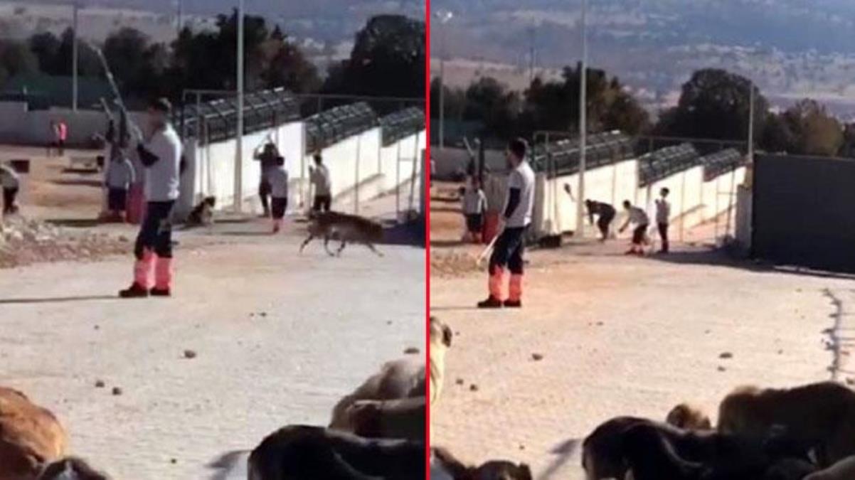 Konya'daki köpek katliamına AK Parti'den ilk yorum: Hepimizin vicdanı yaralandı