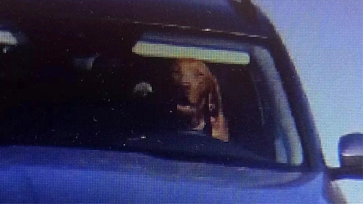 Otomobilin sürücü koltuğundaki köpek radara yakalandı