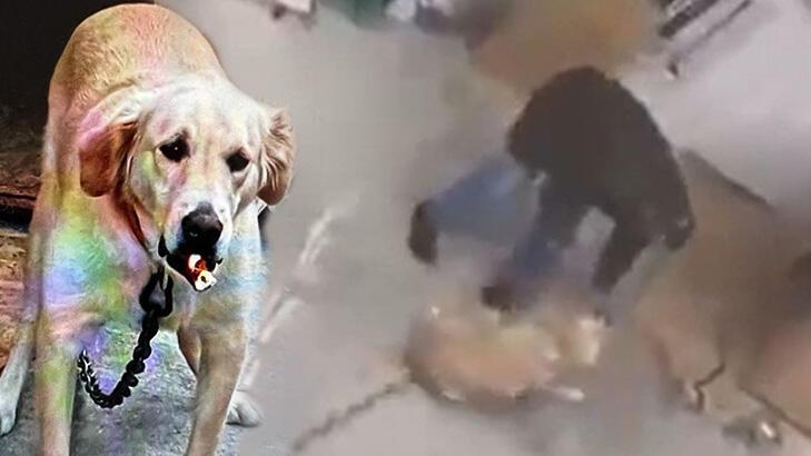 Köpeğine şiddet uygulayan emekli radyoloji uzmanı gözaltına alındı
