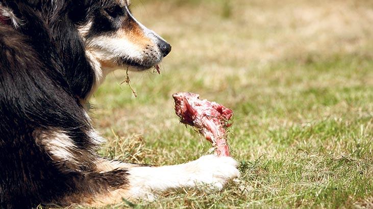 Köpek ve kedilere çiğ et vermeyin