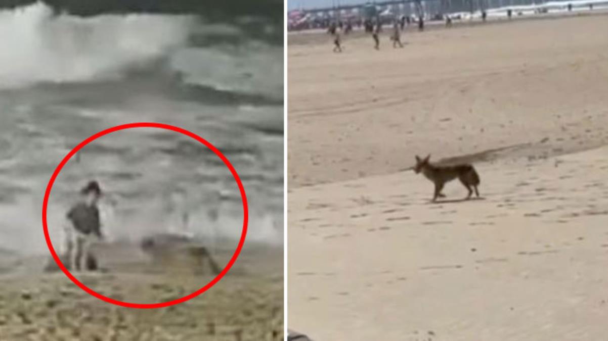 Korkunç anlar! Hırçın çakal, tek bulduğu çocuğun suratını parçaladı