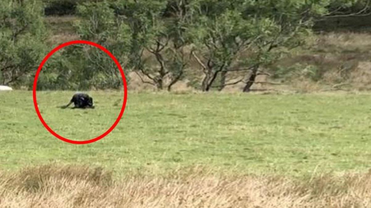 Koyunu dakikalar içerisinde paramparça edip, mideye indirdi! Kampçılar tesadüfen görüntüledi