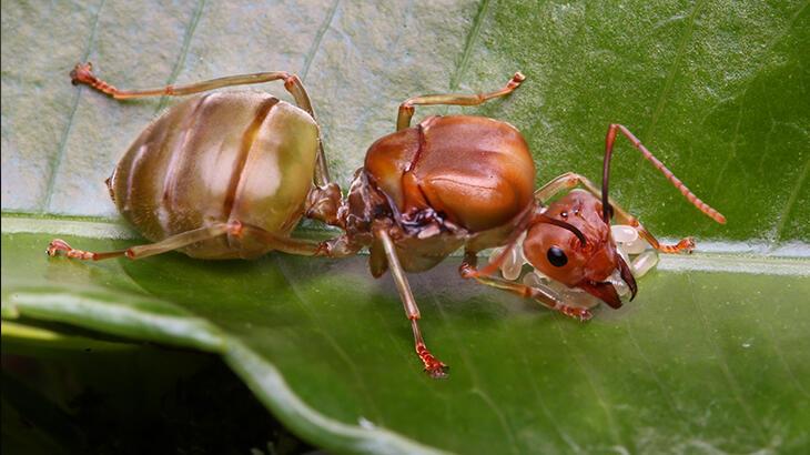 Kraliçe rolü yapan mutant karınca! Bütün koloniyi böyle kandırıyor