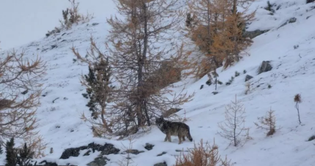 Kurtlar, Alplere geri döndü