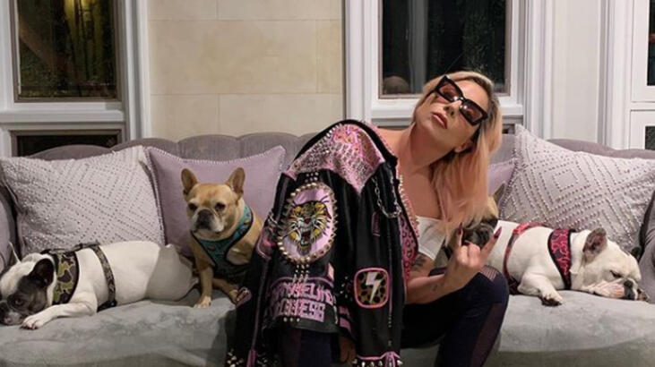 Lady Gaga köpekleri için 500 bin dolar ödül koydu