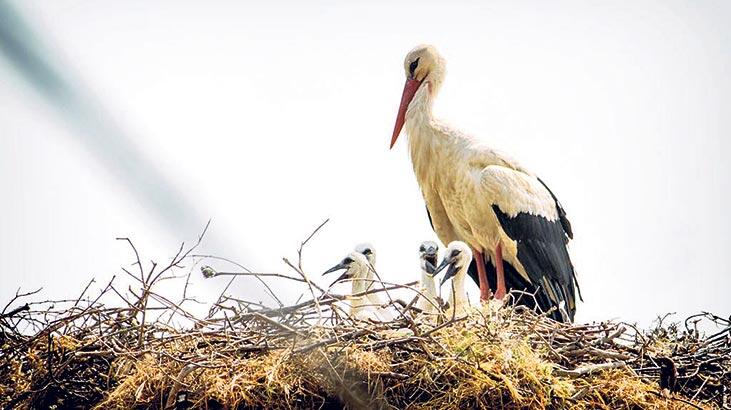 Leyleklerin göçüne hayati önlem