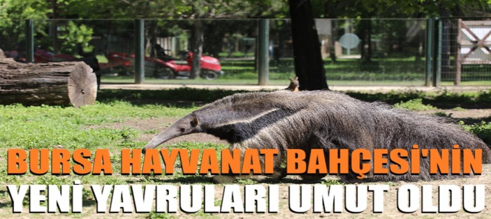 Bursa Hayvanat Bahçesi'nin yeni yavruları umut oldu