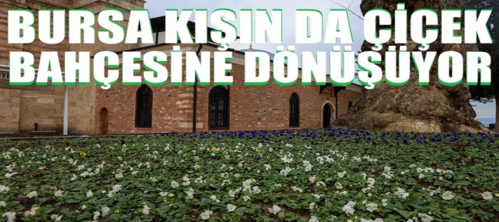 Bursa kışın da çiçek bahçesine dönüşüyor