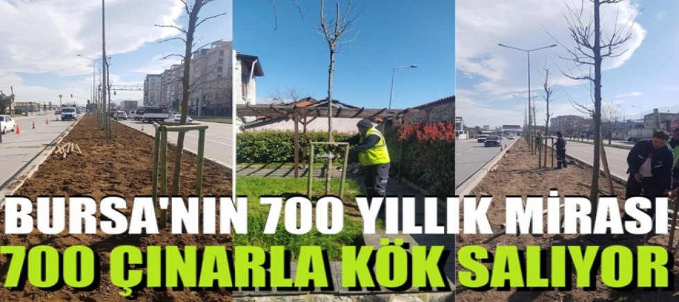 Bursa’nın 700 yıllık mirası 700 çınarla kök salıyor