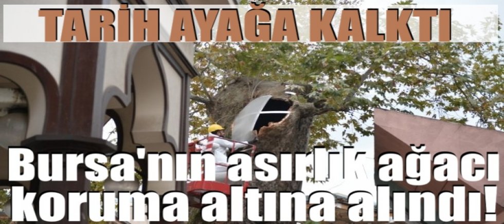 Bursa’nın asırlık çınarı koruma altına alındı