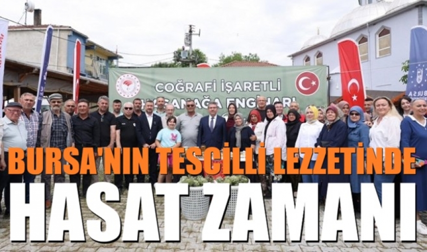 Bursa'nın tescilli lezzetinde hasat zamanı