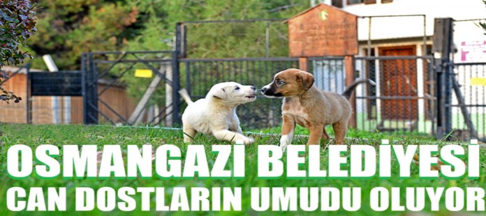Osmangazi Belediyesi Can Dostların Umudu Oluyor
