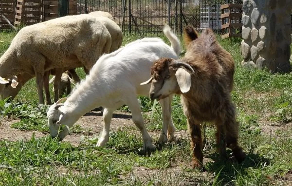Manavgat yangınından kurtarılan gebe keçinin yavruları büyüdü