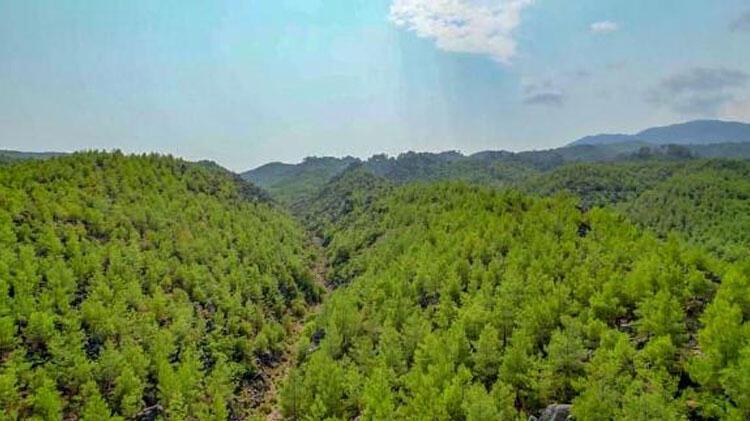 Manavgat'ta 13 yıl önce yanan orman yeşillendi