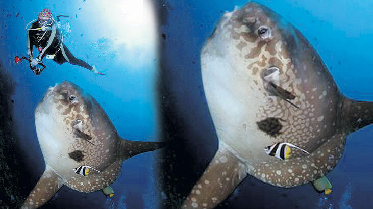 Marmara’da Ay balığı