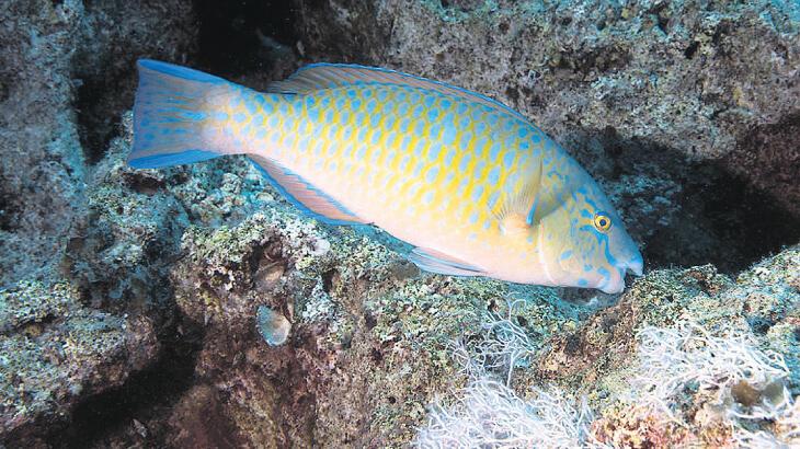 Mavi çubuklu papağan balığı