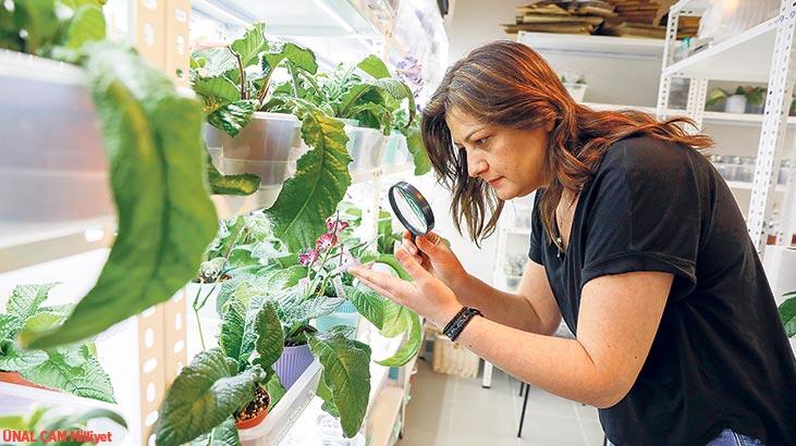 Menekşelerin efendisi...