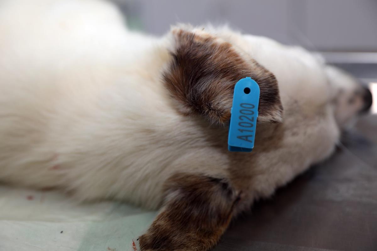 Mudanya Belediyesin'den HEPAD'a kısırlaştırma desteği