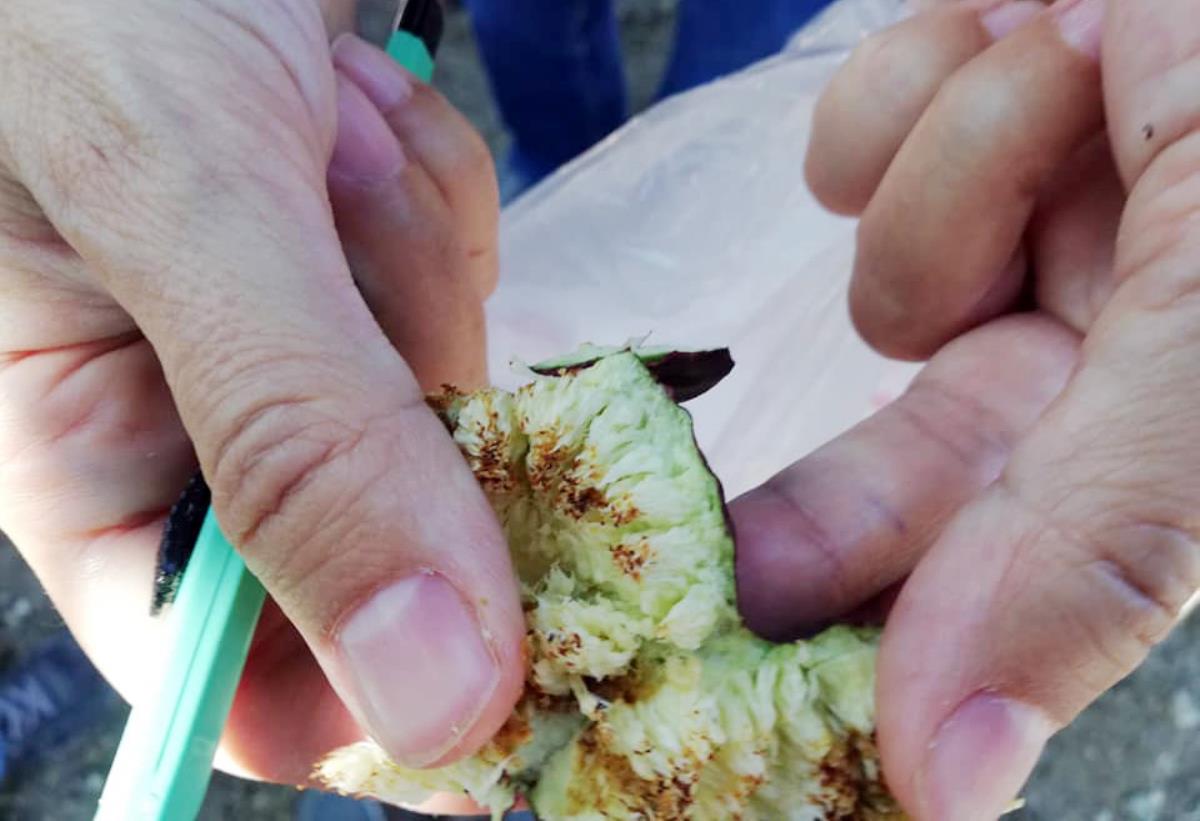 Mudanya'da meyve dökümü yaşanan incir bahçelerinden numune alındı