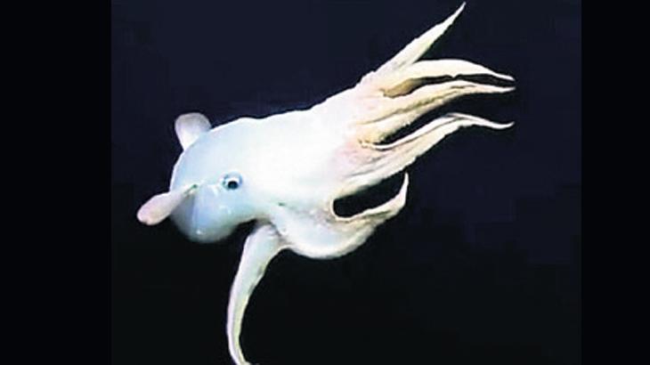 Nadir ahtapot ‘Dumbo’ yayında