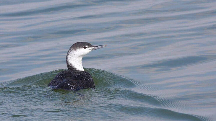 Nadir görülen bir tür! Yalova'da ortaya çıktı