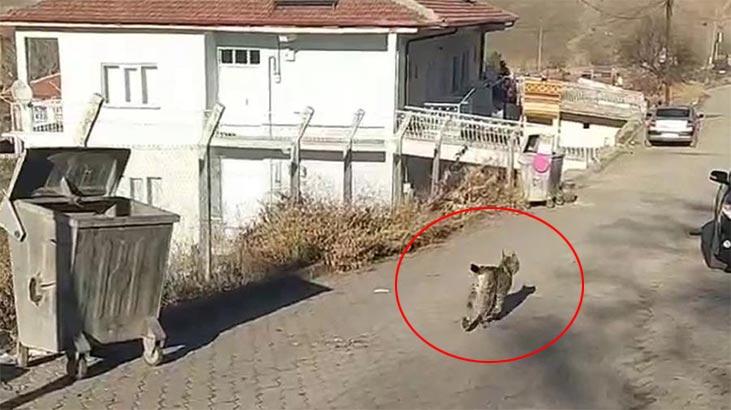 Nadir görülüyor! İlçe merkezine kadar indi...