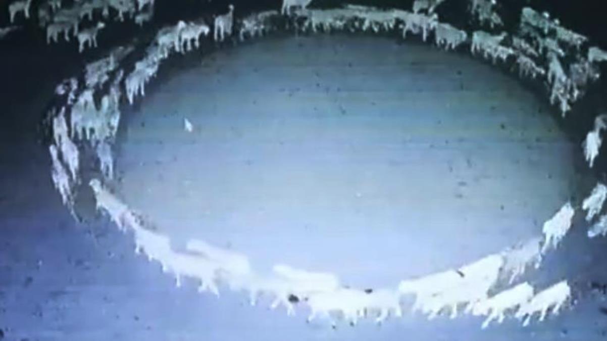 Nedenini kimse açıklayamıyor! Ağıldan çıkan onlarca koyun daire oluşturup 12 gün boyunca döndü