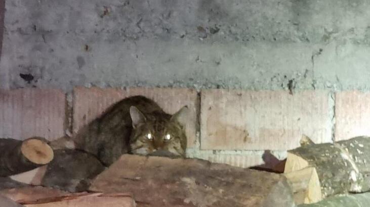 Nesli tehlike altında! Bir evin kümesinde görüldü