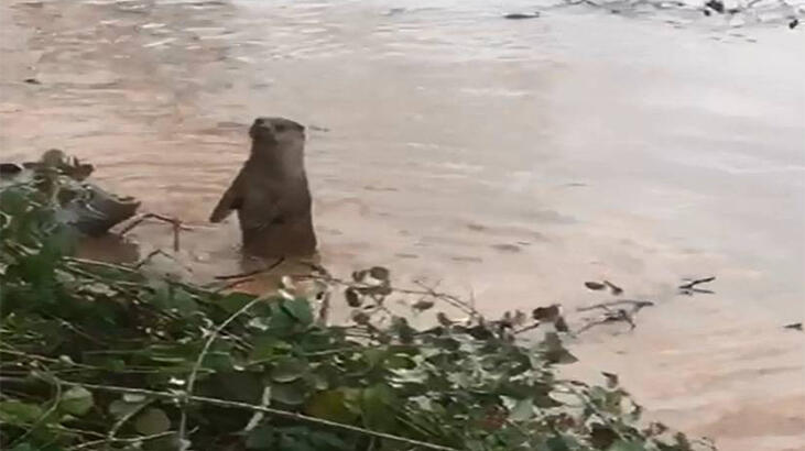 Nesli tehlike altında! Görenler hemen telefona sarıldı