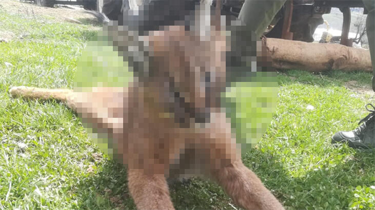 Nesli tükenme tehlikesinde! Ölü bulundu