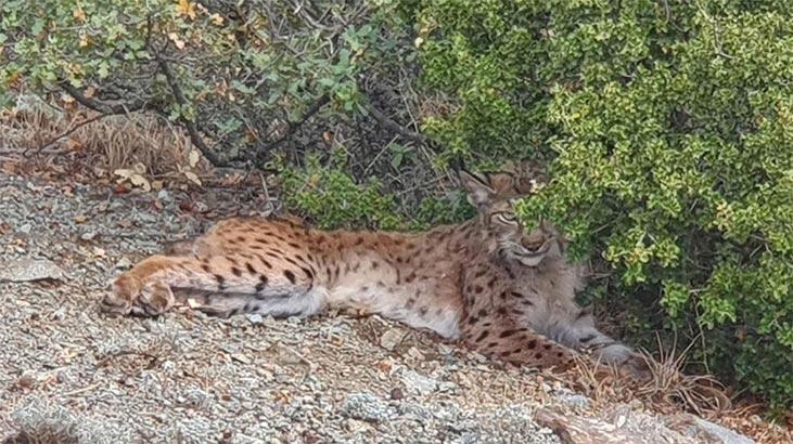 Nesli tükenmek üzere! Bu halde bulundu