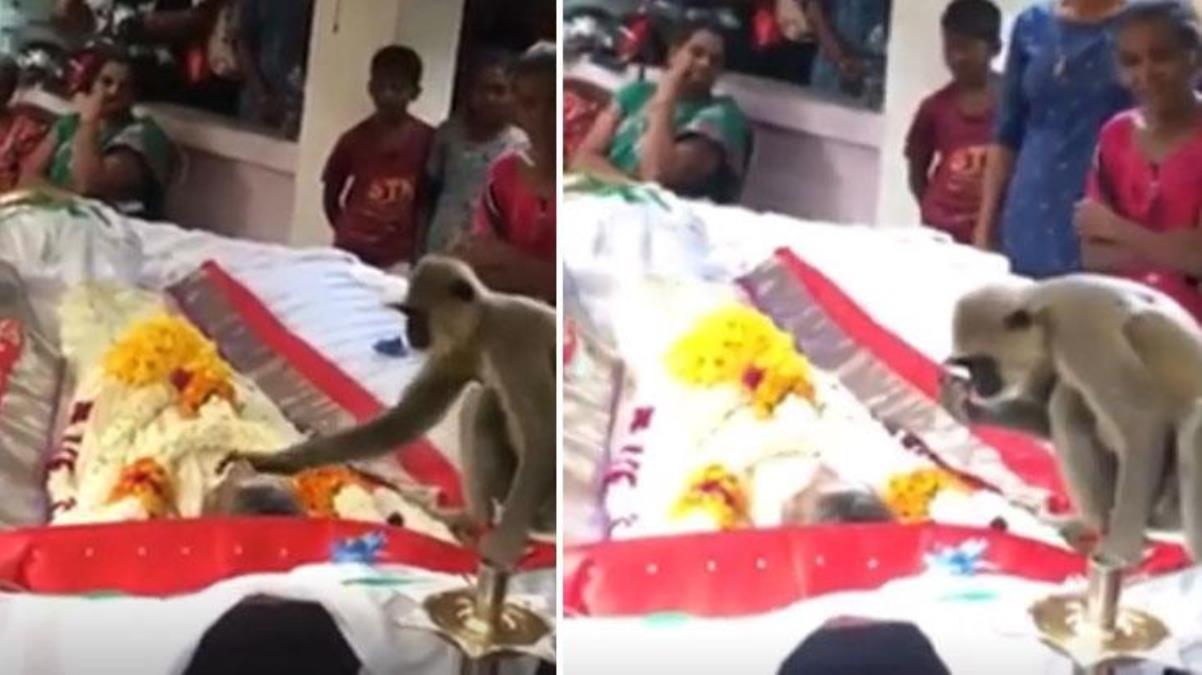 Ölen sahibinin cenazesine katılan maymunun yaptığı hareket, etraftaki herkesi buz kestirdi