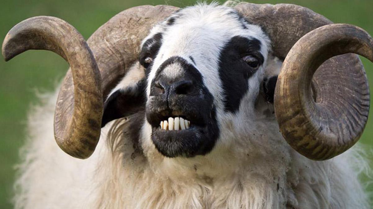 Ölüm vuruşu yaptığı kadını boynuzlarıyla öldüren koça 3 yıl hapis cezası 