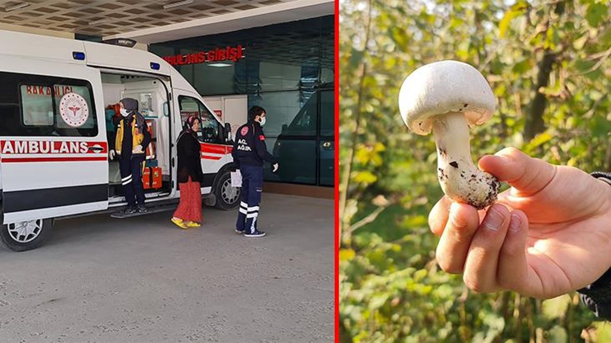 Ormandan topladıkları mantarları yiyen 23 kişi zehirlendi! İl sağlık müdürlüğünden açıklama geldi