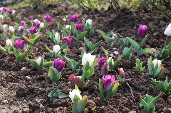 Osmangazi’nin Her Bir Noktası Çiçek Açtı
