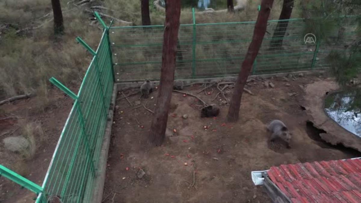 Ovakorusu'nda ayılar günde 400 kilogram yiyecekle kış uykusuna hazırlanıyor