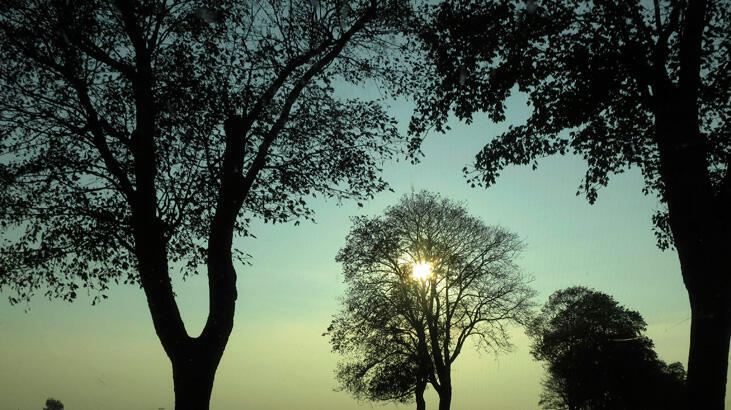 Park ve mezarlıktan ağaç kesilebilecek