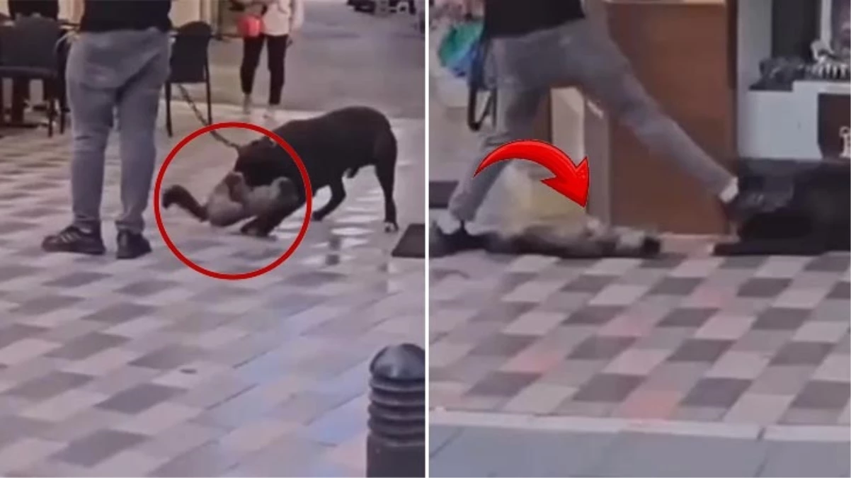 Pitbull köpeğini kediye saldırtıp 