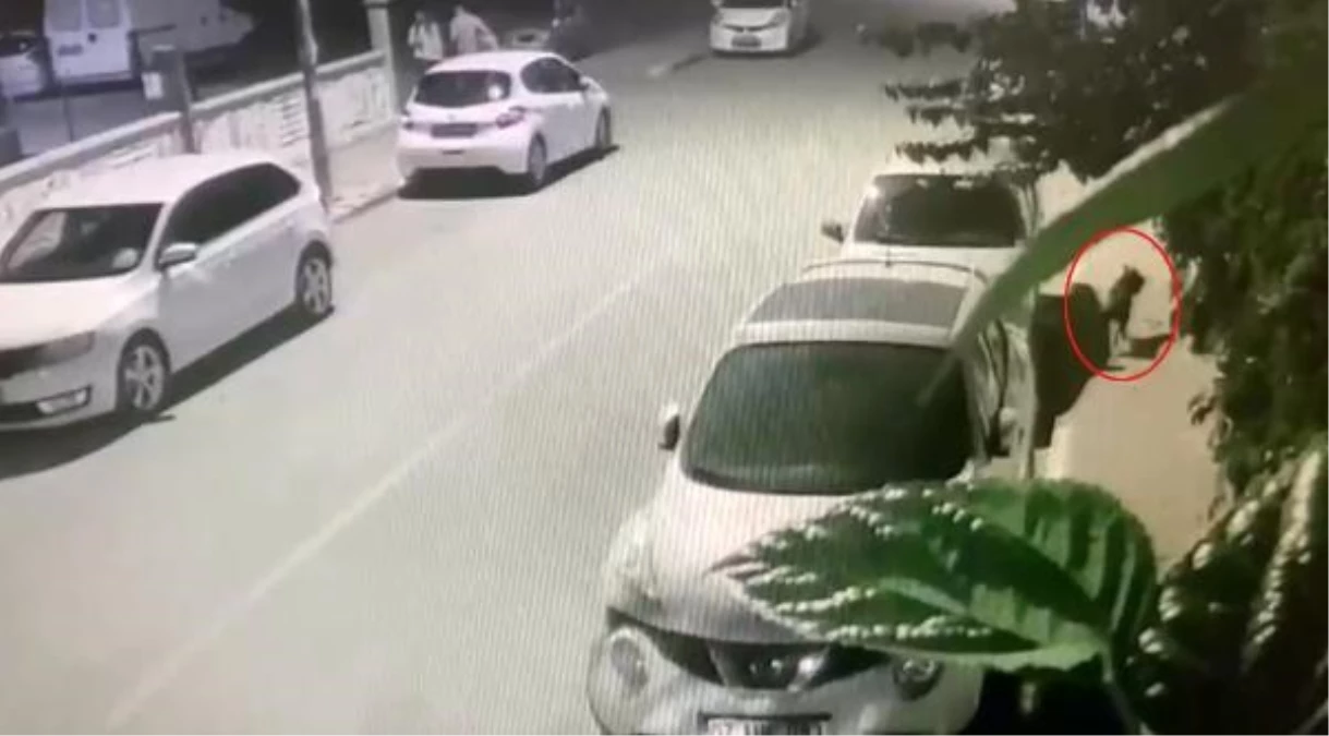 Pitbull Köpek, Evcil Köpeğe Saldırdı: Kadın Yaralandı