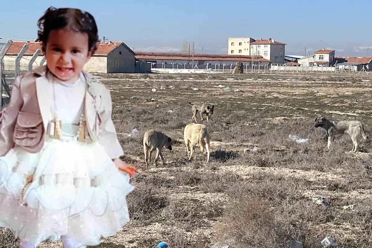 Rana'nın başıboş köpek saldırında ölmesine ilişkin 2 müfettiş Konya'da